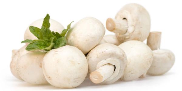 精品白蘑菇